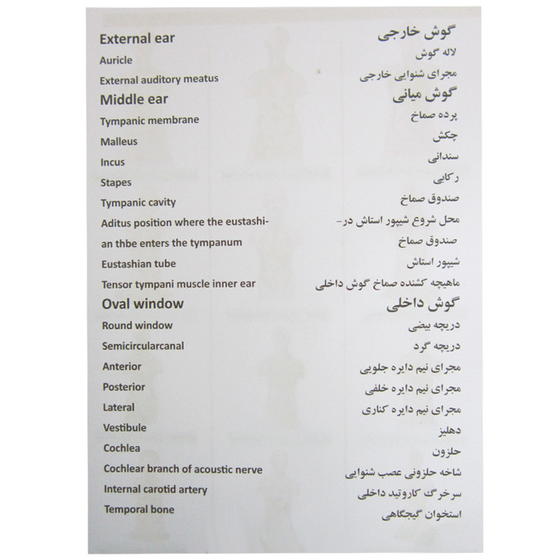 بازی آموزشی طرح مولاژ گوش انسان مدل ASM17