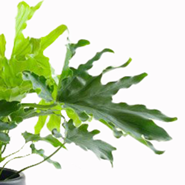 گیاه طبیعی برگ انجیری مدل فر کد scp50