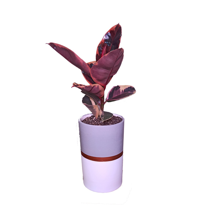 گیاه طبیعی فیکوس مدل GA01