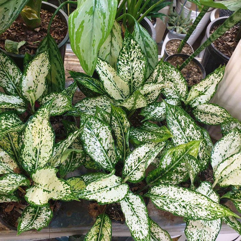 گیاه طبیعی آگلونما برفی کد ma11 گیاه طبیعی آگلونما برفی کد ma11