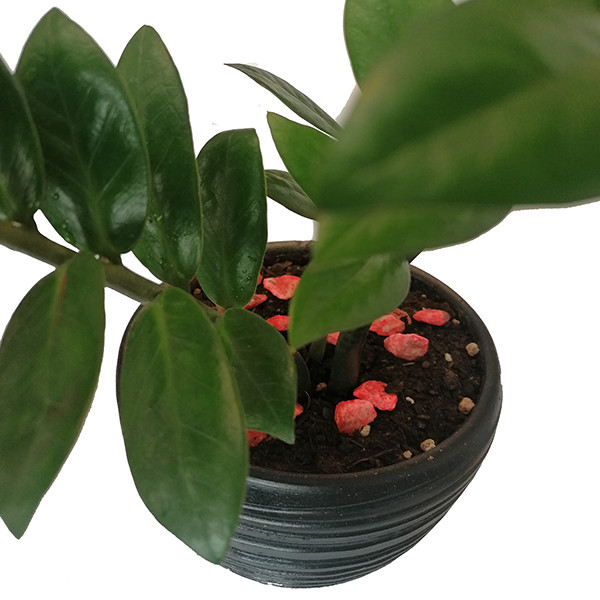 گیاه طبیعی زاموفیلیا مدل 5152352