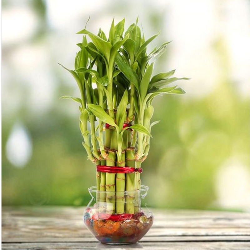 قطره تقویت بامبو به گز کد 700 حجم 10 میلی لیتر