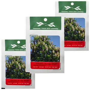 بذر بنسای کاج بورنمولر وانیا سید مدل T25 مجموعه 3 عددی 