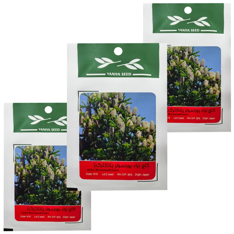 بذر بنسای کاج بورنمولر وانیا سید مدل T25 مجموعه 3 عددی 