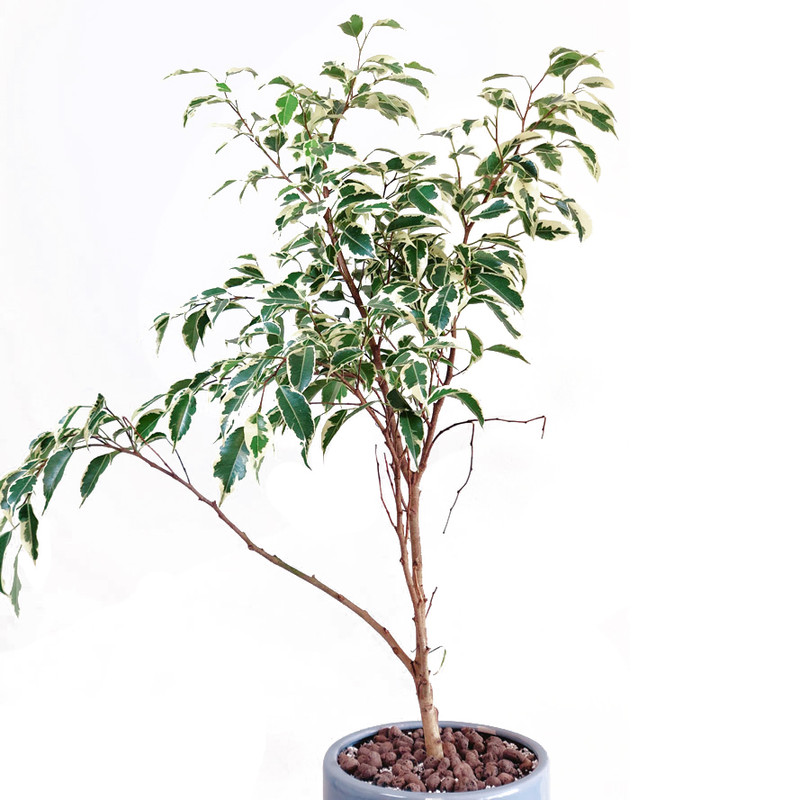 گیاه طبیعی بنجامین ابلق گل گیفت کد GP001