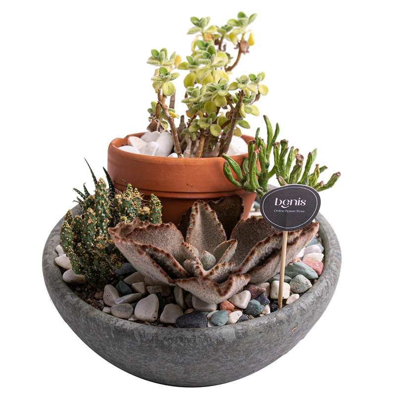 گیاه طبیعی کاکتوس بنیس فلاور مدل P-33 مجموعه 4 عددی گیاه طبیعی کاکتوس بنیس فلاور مدل P-33 مجموعه 4 عددی