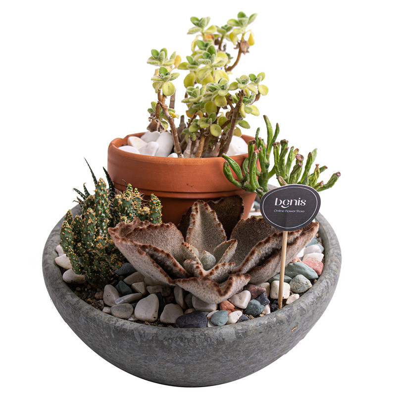 گیاه طبیعی کاکتوس بنیس فلاور مدل P-33 مجموعه 4 عددی گیاه طبیعی کاکتوس بنیس فلاور مدل P-33 مجموعه 4 عددی