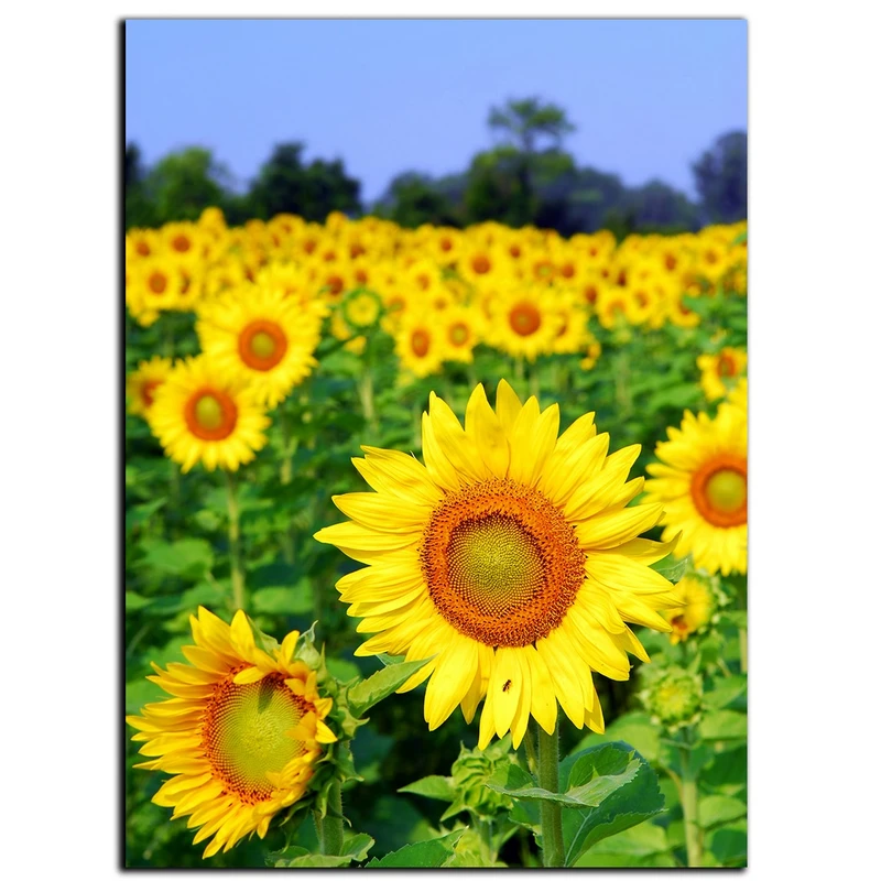 تابلو شاسی بکلیت طرح مزرعه آفتابگردان مدل SH-S1111