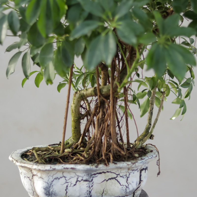 گیاه طبیعی بونسای شفلرا مدل 65108 گیاه طبیعی بونسای شفلرا مدل 65108