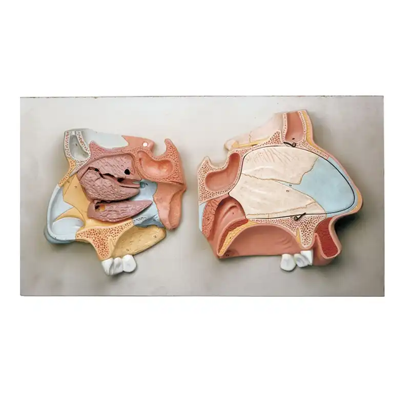 پازل آموزشی مدل برش عرضی بینی  میانی