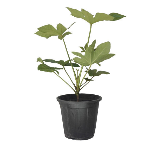 گیاه طبیعی آرالیا کد ara01