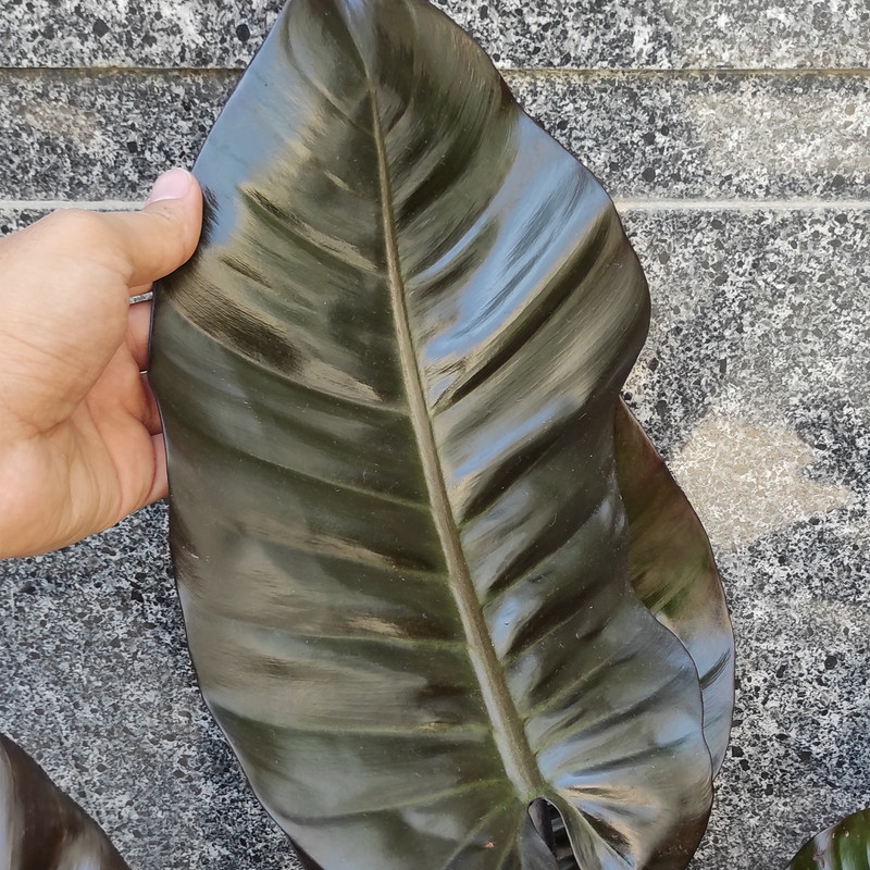 گیاه طبیعی فیلودندرون کاردینال کد C1 گیاه طبیعی فیلودندرون کاردینال کد C1