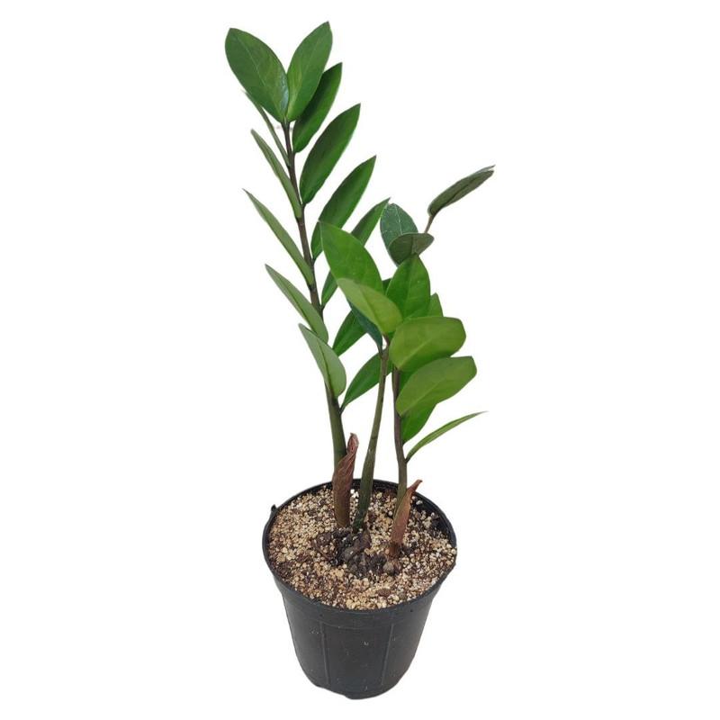 گیاه طبیعی زاموفیلیا سبز مدل 012