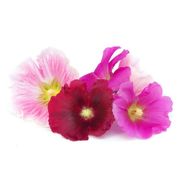 سیلیکون قالب گیری به گز مدل گل ختمی مجموعه 6عددی