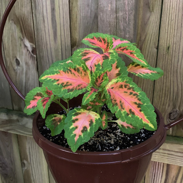 بذر گل حسن یوسف سانرایز سانیا سید مدل Sunrise