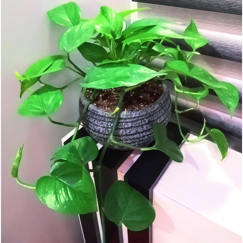 گیاه طبیعی پتوس مدل C-40