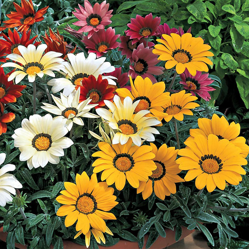 بذر گل گازانیا پاکوتاه الوان آرکا بذر ایرانیان کد A78 بذر گل گازانیا پاکوتاه الوان آرکا بذر ایرانیان کد A78