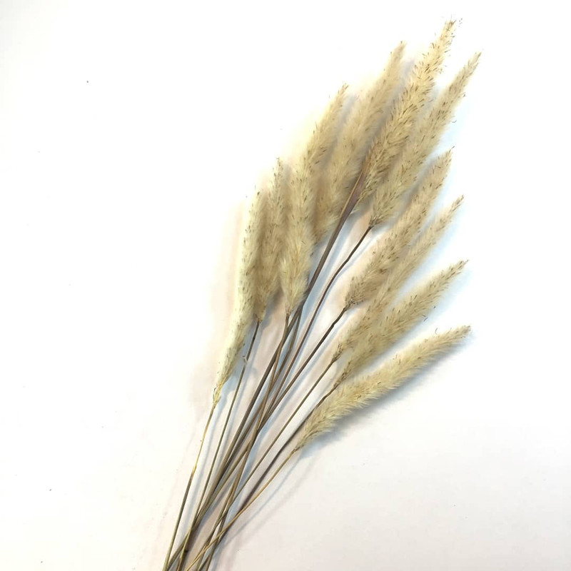 گل خشک مدل دم روباهی کد 101