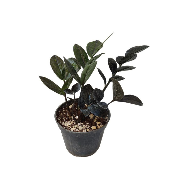 گیاه طبیعی زاموفیلیا بلک مدل 012