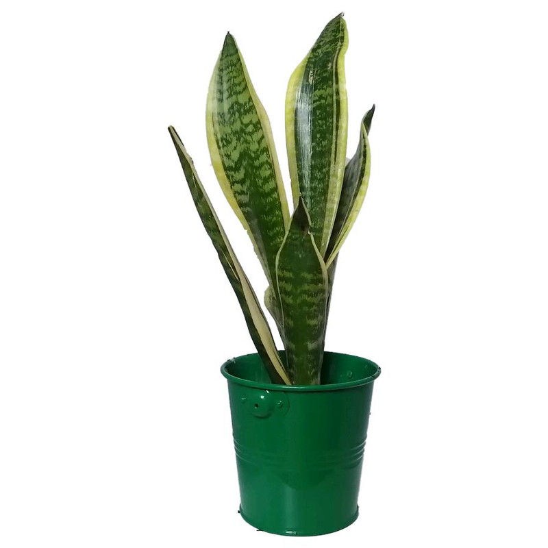 گیاه طبیعی سانسوریا کرواتی ابلق کد pf04 گیاه طبیعی سانسوریا کرواتی ابلق کد pf04