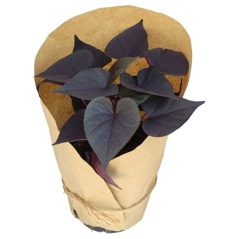 گیاه طبیعی اپومیا کد yt26 گیاه طبیعی اپومیا کد yt26