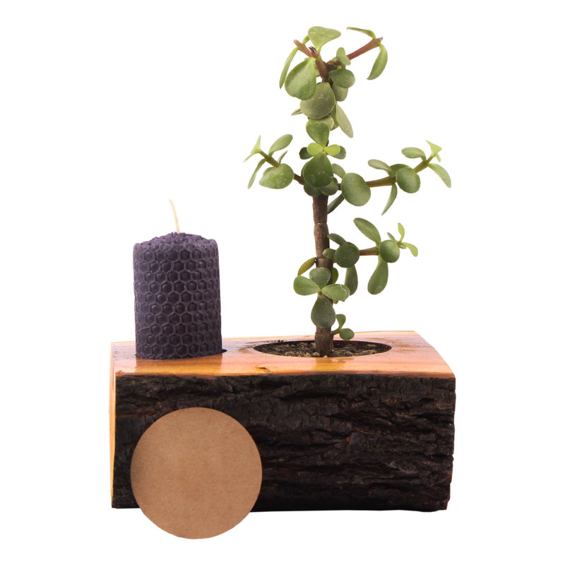 گیاه طبیعی ساکولنت مدل T10