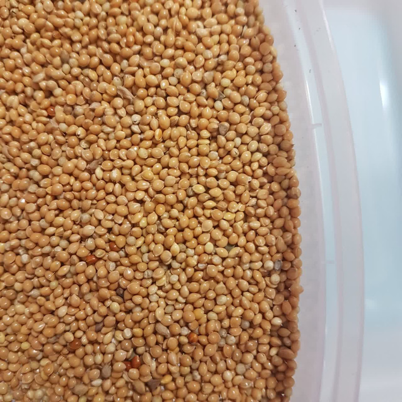 غذای پرندگان کاسنر مدل ارزن درشت وزن 200 گرم