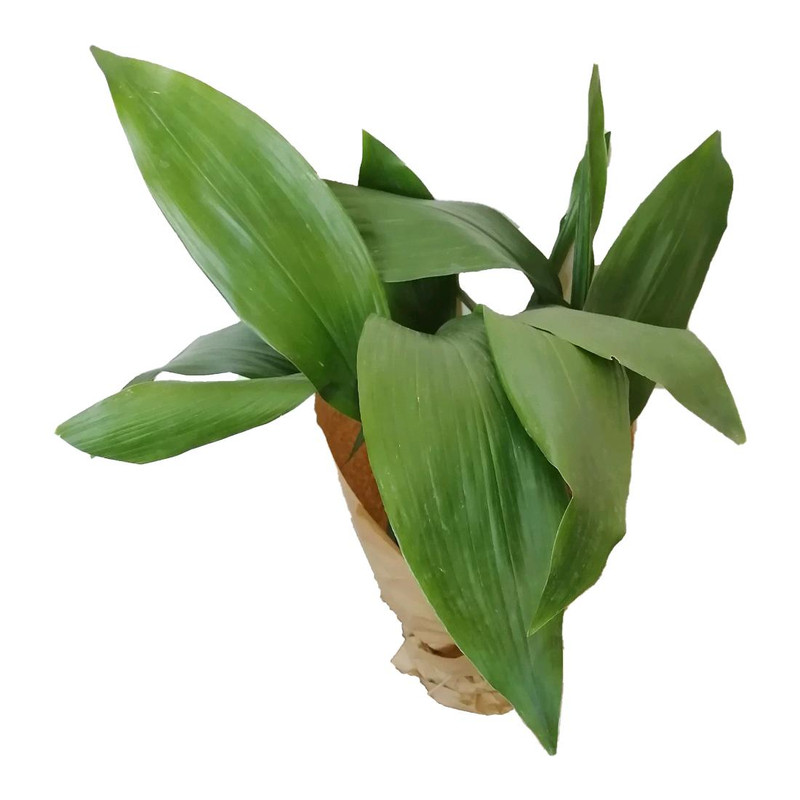 گیاه طبیعی برگ عبایی کد zs01