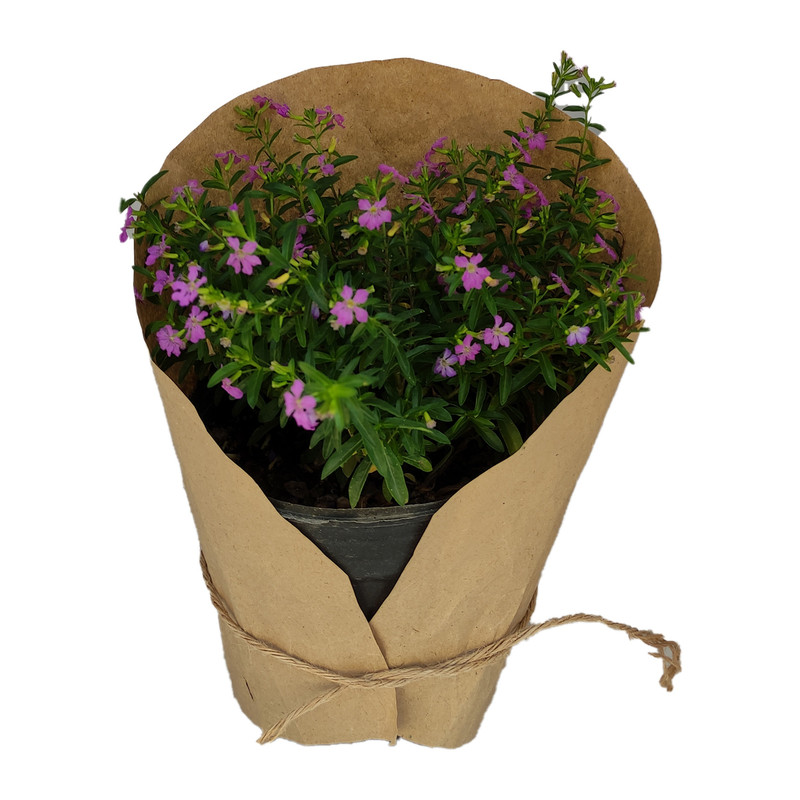 گیاه طبیعی لاوسنیا کد yt33