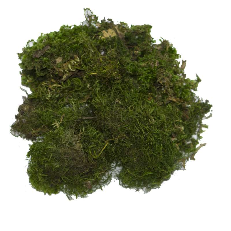 خزه جنگلی گلدان مدل کاشم وزن  50 گرم