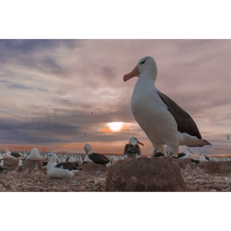 تابلو شاسی طرح پرنده مرغ دریایی مدل T7667