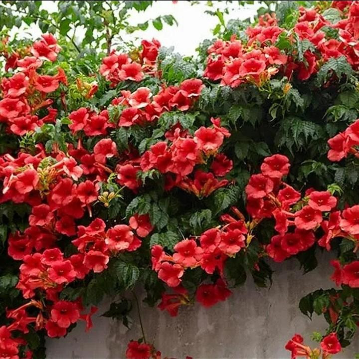 بذر گل های رونده منصوری گل کد MR8 مجموعه 8 عددی