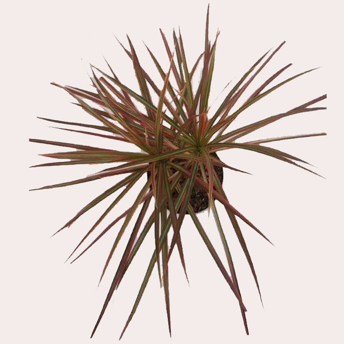 گیاه طبیعی دراسنا کد D01 گیاه طبیعی دراسنا کد D01