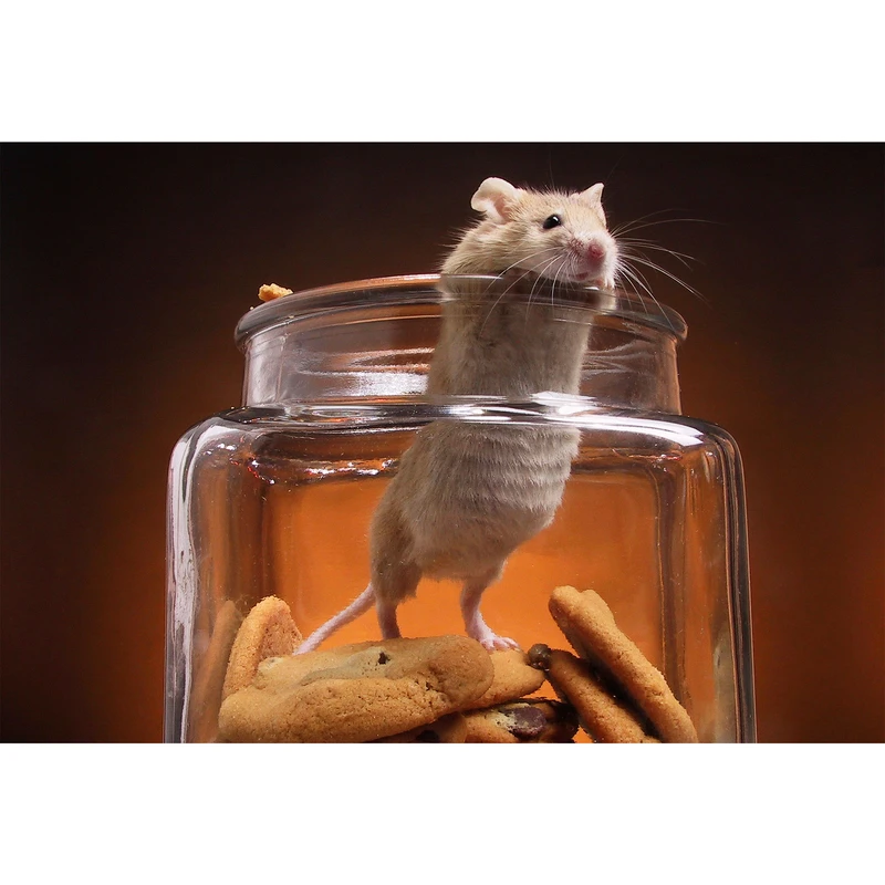 تابلو شاسی مدل موش و قوطی بیسکوییت T5857