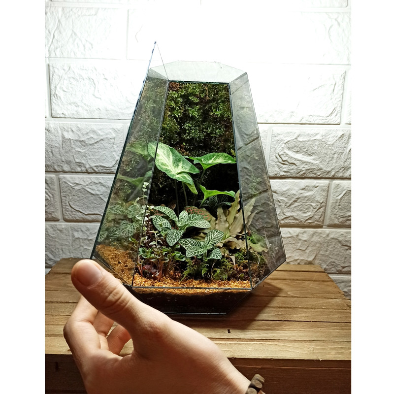 گیاه طبیعی تراریوم مدل چند وجهی