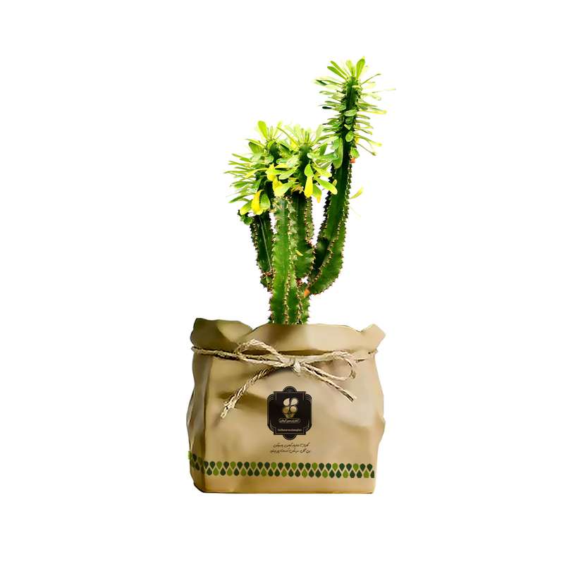 گیاه طبیعی افوربیا سبز شرکت گلباران سبز گیلان مدل GN12-37K گیاه طبیعی افوربیا سبز شرکت گلباران سبز گیلان مدل GN12-37K