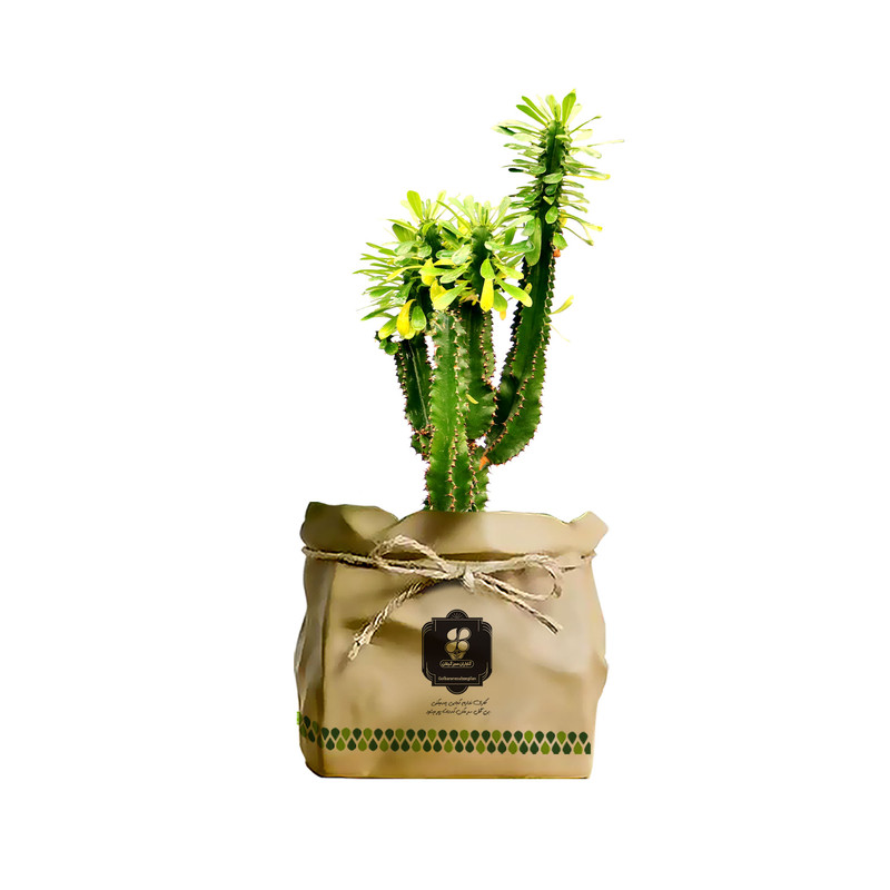 گیاه طبیعی افوربیا سبز شرکت گلباران سبز گیلان مدل GN12-37K گیاه طبیعی افوربیا سبز شرکت گلباران سبز گیلان مدل GN12-37K