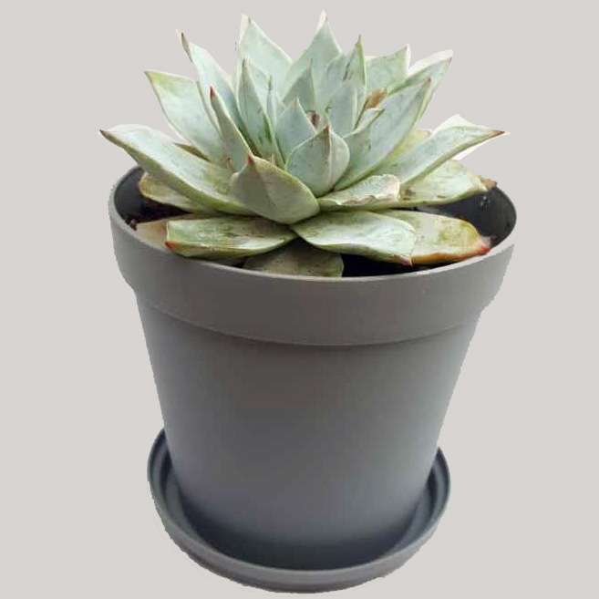 گیاه طبیعی ساکولنت اچوریا کد T01 گیاه طبیعی ساکولنت اچوریا کد T01