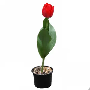 گیاه طبیعی لاله قرمز کد m70
