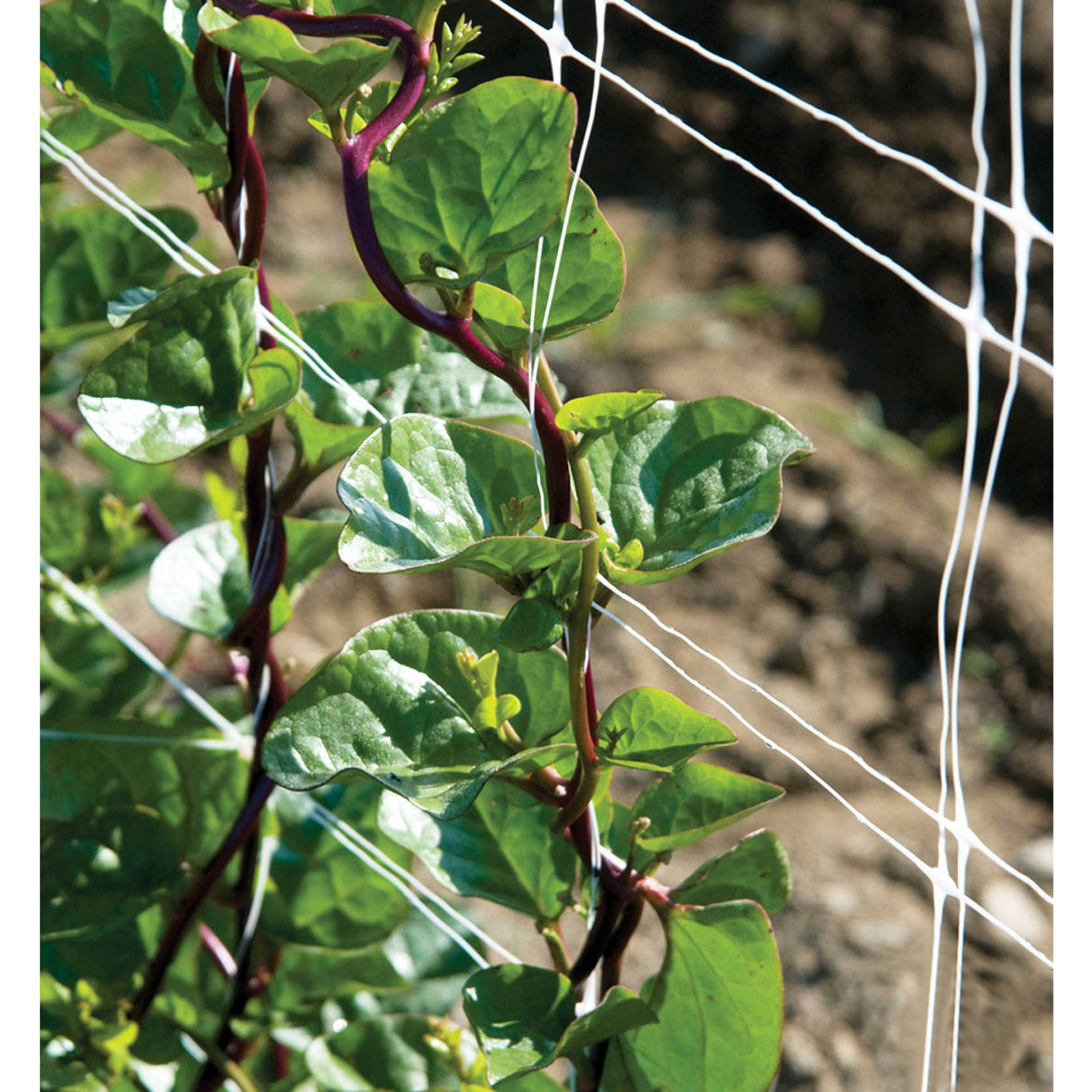 بذر اسفناج مالابار رونده قرمز گلبرگ پامچال کد GPF-304 بذر اسفناج مالابار رونده قرمز گلبرگ پامچال کد GPF-304