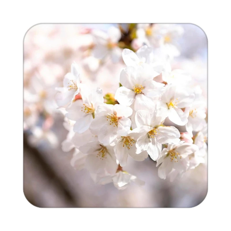 زیر لیوانی کاکتی طرح گل مدل mp18006