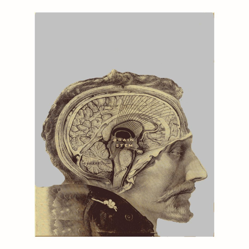 پوستر مدل  مغز انسان 