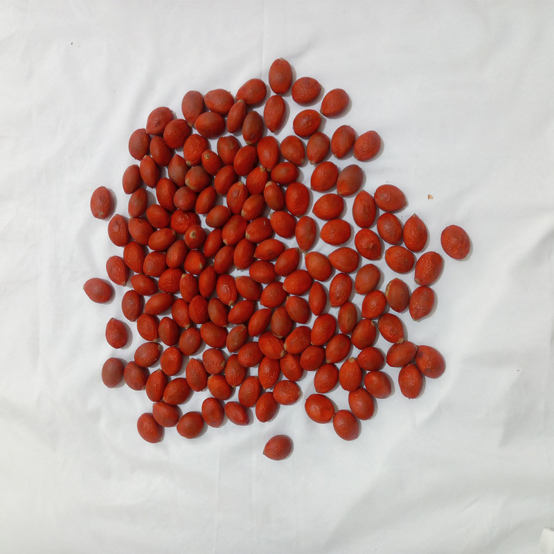 بذر نخل تزئینی سیکاس کد 202