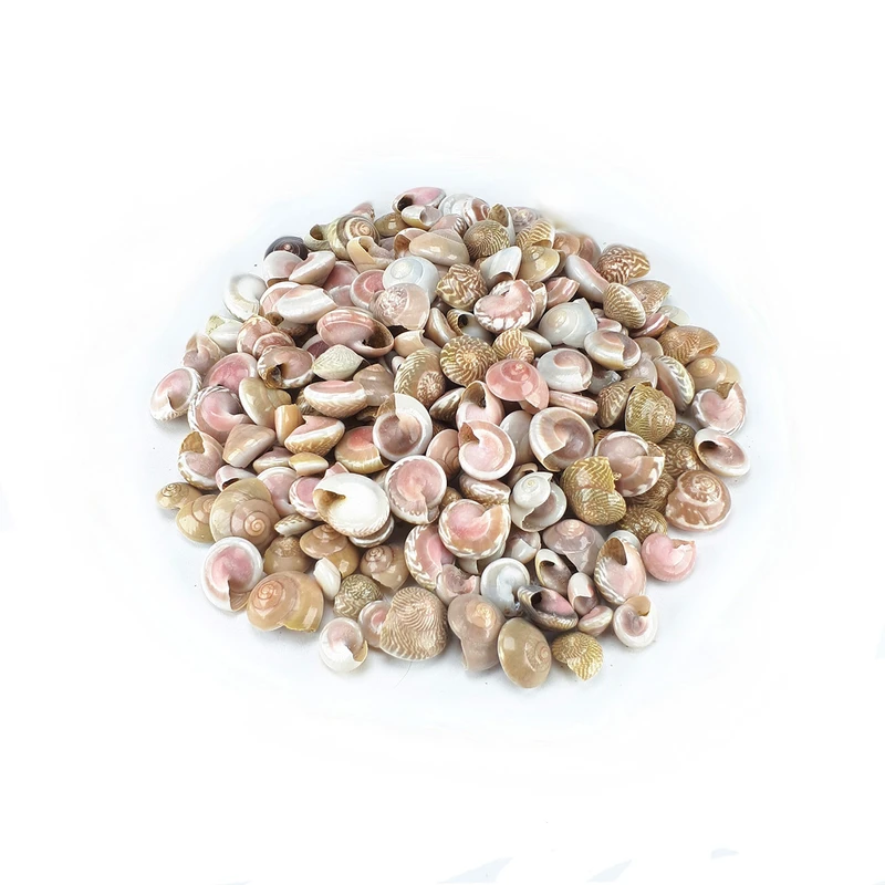 صدف و حلزون تزیینی مدل pink eye بسته 80 گرمی