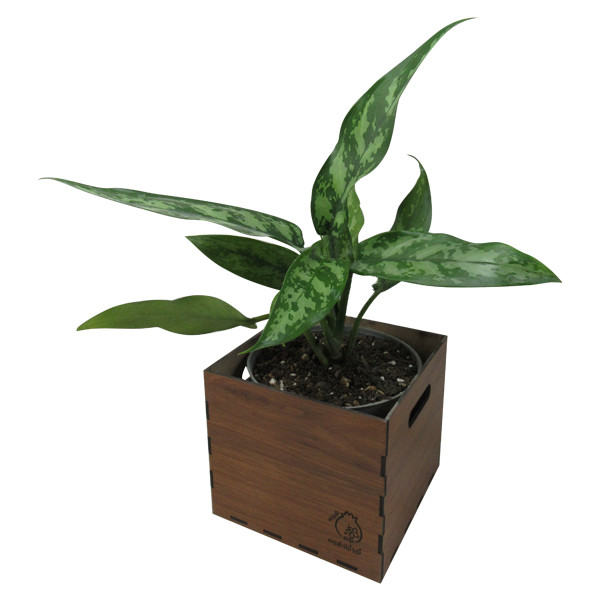 گیاه طبیعی آگلونما ناردونه کد S - M01 گیاه طبیعی آگلونما ناردونه کد S - M01