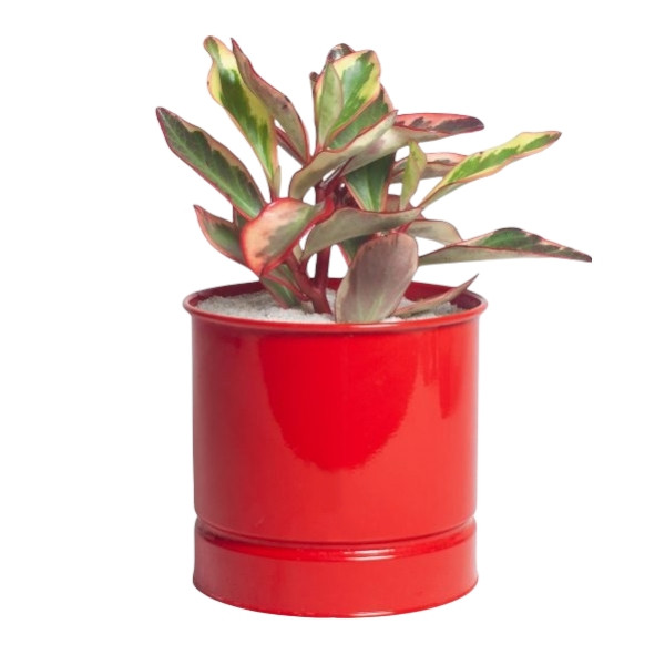 گیاه طبیعی قاشقی لب ماتیکی کد G2 گیاه طبیعی قاشقی لب ماتیکی کد G2