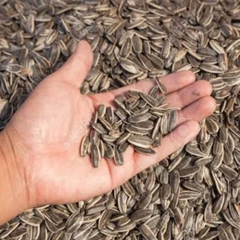 عکس شماره 3 : تخمه آفتابگردان-300 گرم