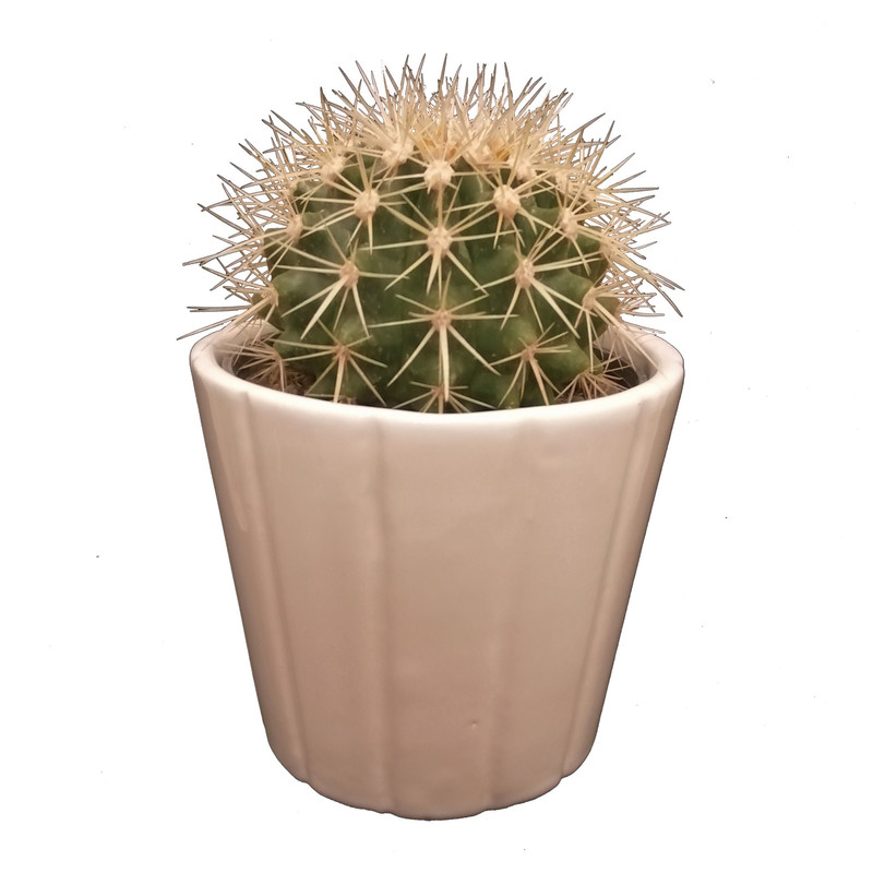 گیاه طبیعی کاکتوس اچینو کد pg_07