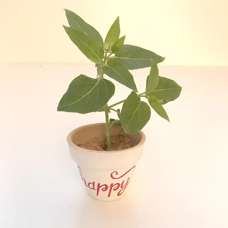 گلدان سفالی مدل یاقوت four happy کد 4