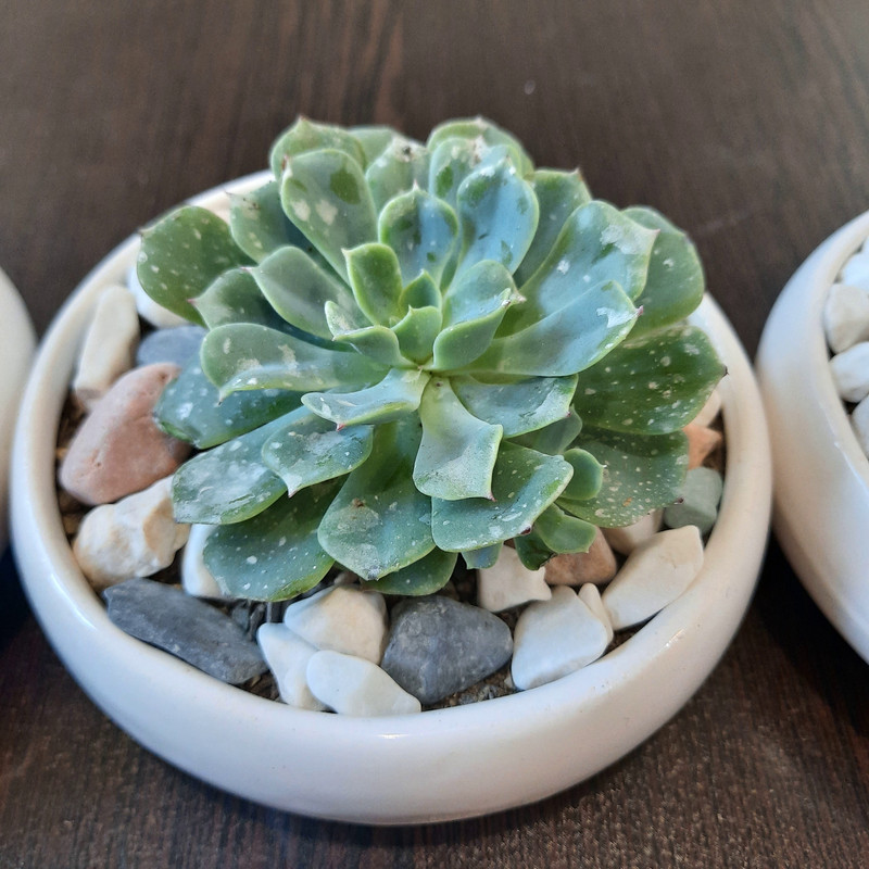 گیاه طبیعی خانواده ساکولنت و کاکتوس کد 88 مجموعه 3 عددی